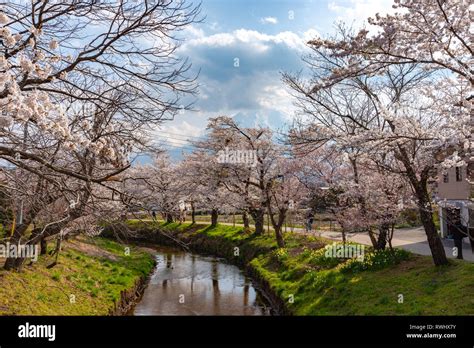 Festival Of The Sakura Cherry Blossoms Full Bloom In The Ancient Oshino Hakkai Village Near Mt