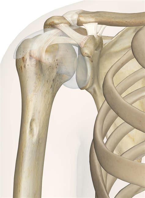 Shoulder Ligament Anatomy Diagram Guide To Shoulder Anatomy