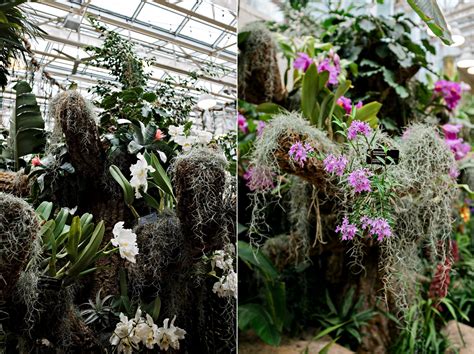 Autumn flowers, thanksgiving flowers, roses, orchids & mixed arrangements are available. 2020 Botanical Garden Orchid Show Preview » Lindsay's ...