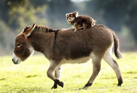 Adorable Miniature Donkeys Are Here To Make Your Day Cute Animals