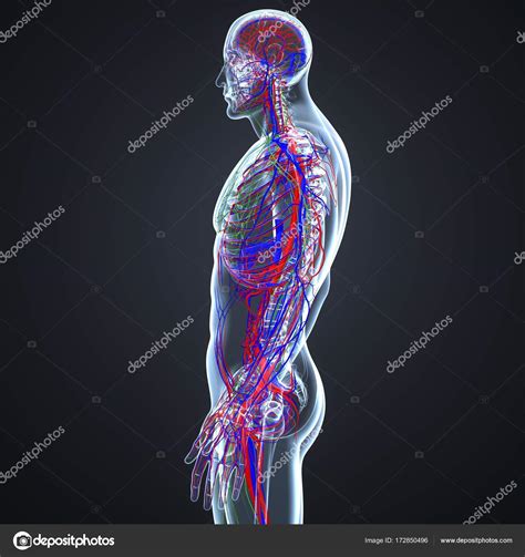Blood Vessels And Lymph Nodes Stock Photo By ©sciencepics 172850496
