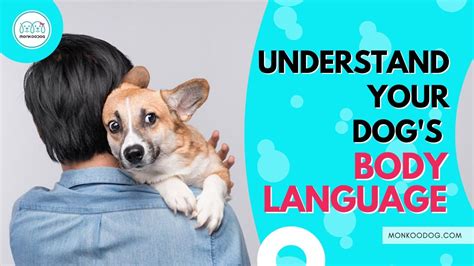 How To Understand Your Dogs Body Language Monkoodog