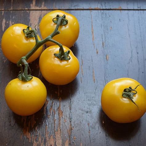 Yellow Tomato Seeds Tomato Sun Sardegna Heirloom Etsy