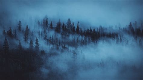 Download Wallpaper 2560x1440 Dark Mist Trees Forest Dual Wide 169
