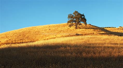 Lone Oak Tree Portrait Of California Chaparral California Nature