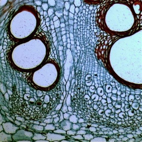 Hope you enjoy and please. Cell cross-section under a microscope | Patterns in nature ...