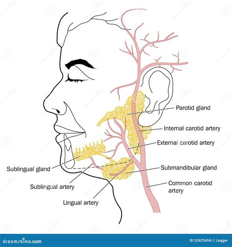 Salivary Glands And Blood Supply Stock Illustration Image 52625454
