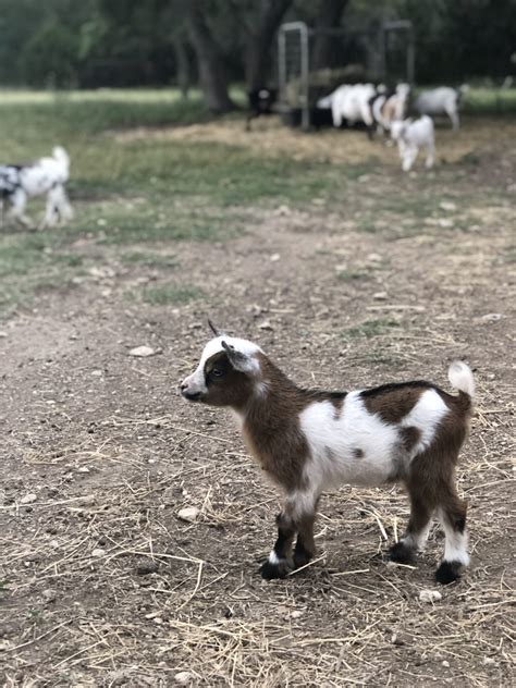 Natural goat milk soap made with farm fresh raw goat milk from pastured, healthy goats. Baby Nigerian Dwarf Goats Explore Texas Hill Country | Old ...