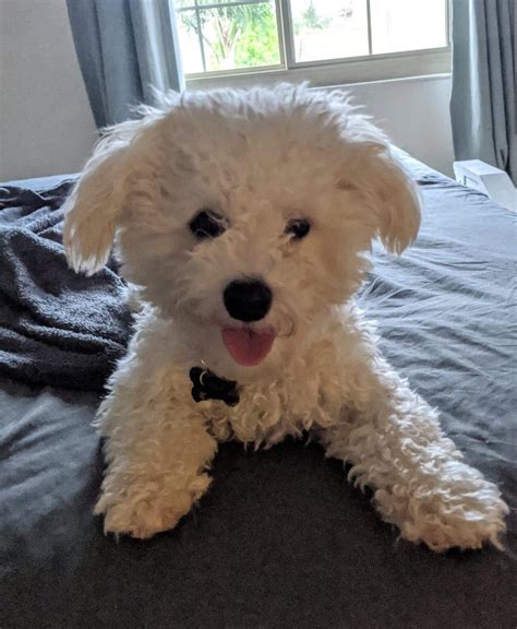 Bichon Frise Puppies For Sale | Gold Pan Alley, CA #325770