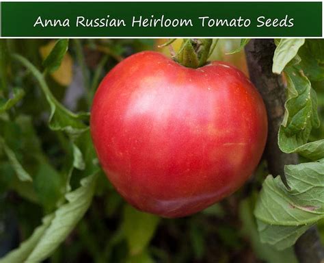 Tomato Seeds Anna Russian Tomato 20 Vegetable Seeds Heirloom Old