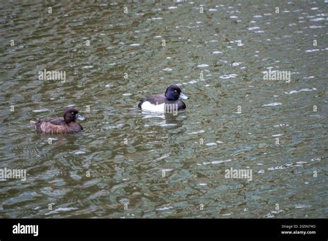 Male And Female Tufted Duck Aythya Fuligula Swim In The Pond The