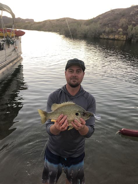 Healthy Lake Havasu Bluegill Rfishing