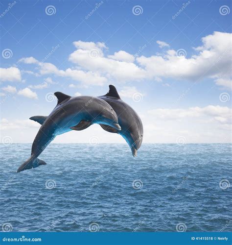 Two Jumping Dolphins Stock Photo Image Of Bottlenose 41415518