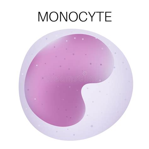 Monocyte Stock Illustration Illustration Of Organism 32617104