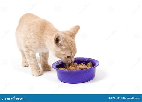 Kitten Is Eating Stock Image Image Of Animal Purple 5724591