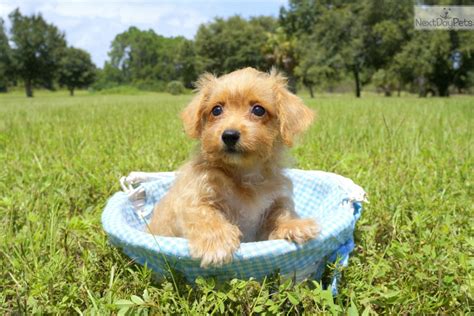See cavapoo pictures, explore breed traits and characteristics. Ruby: Cavapoo puppy for sale near Sarasota-bradenton ...