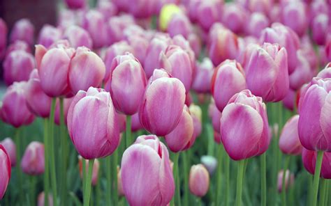 Pink Tulips Wallpapers Hd Wallpapers Id 10794