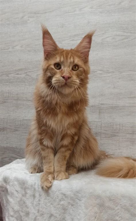 10 places to find maine coon. Maine Coon, Maine coon. Kitten., Cats, for Sale, Price