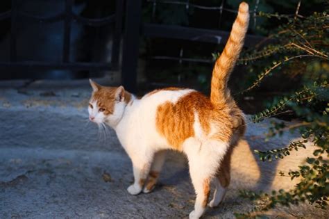 Why Do Cats Wag Their Tails All About Cats