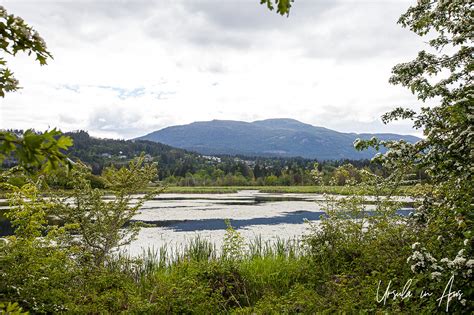 Buttertubs Marsh A City Park For All Seasons Nanaimo Bc Canada