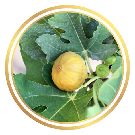 Fig Tree Stoney Yellow Perth Wa