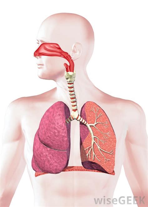 What Is The Connection Between The Muscular System And Respiratory System
