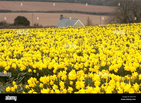 Golden Daffodils In A Field Near Tregantle Cornwall England Uk Stock