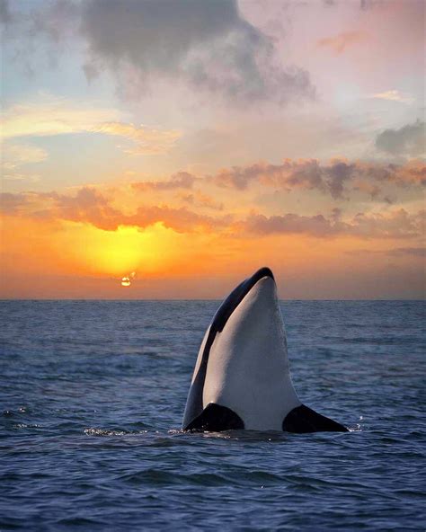 Orca Spyhopping During Sunset Photography Print