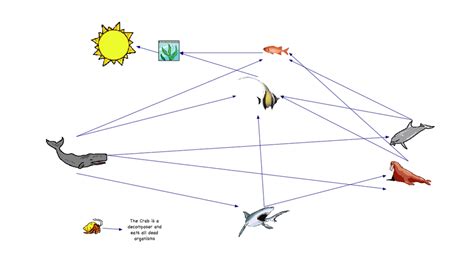 What drives wind, rain, snow and everything else above. Ecosystem Relationships - Parker knight 8th grade science