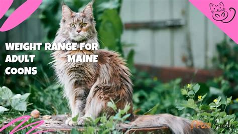 Weight Range For Adult Maine Coons