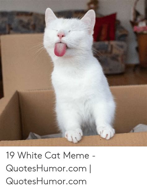 25 Best Memes About White Cat Meme White Cat Memes