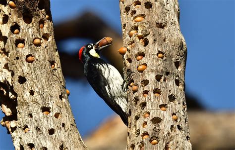 Acorn Woodpecker Photo By Tony Rush Oregon Birding Association