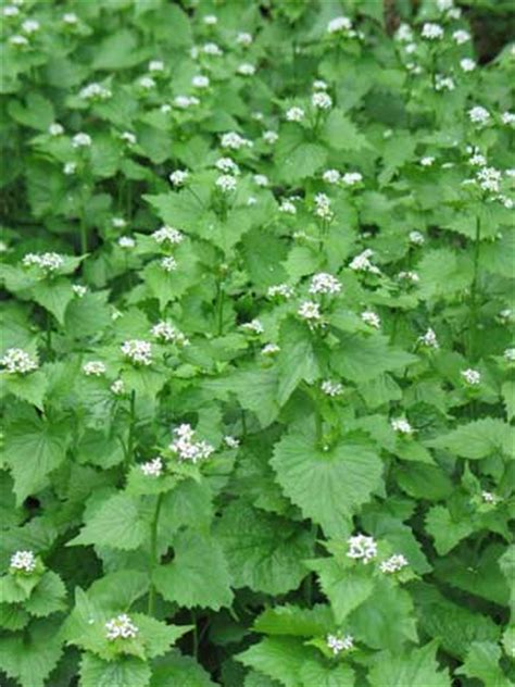 Older and rounder leaves surrounding the flower bunches: Weeds - THANK YOU VERY MULCH