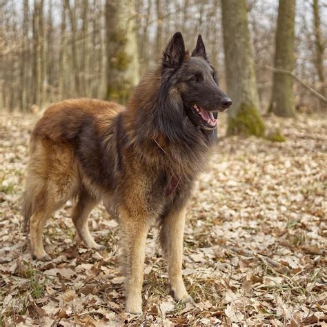 Belgian Malinois Vs Belgian Tervuren Size Coat Energy Health