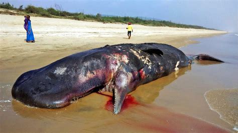 Carcass Of Sperm Whale Washes Ashore At Rushikulya Rookery In Odisha