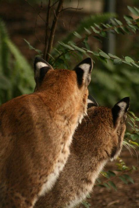 Discover a selection of 3,000 vacation rentals in big cat rescue, tampa that are perfect for your trip. Big Cat Rescue, Tampa, Florida | Big cat rescue, Big cats ...
