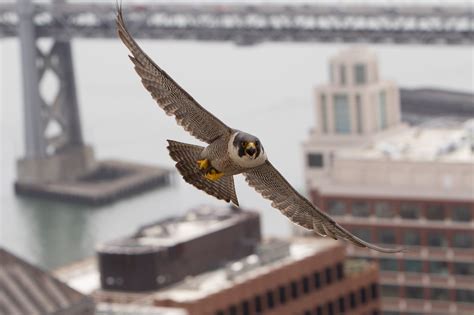 Peregrine Falcon Flying Near Pgande Building With Bay Bridge