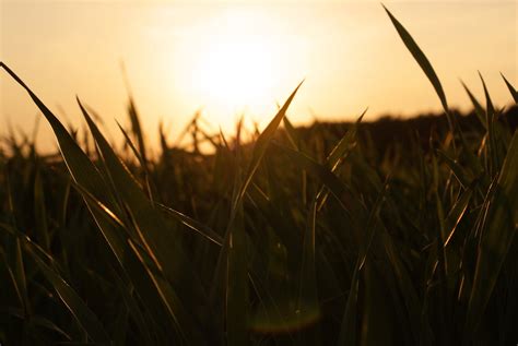 Grass In Sunset Free Photo Download Freeimages