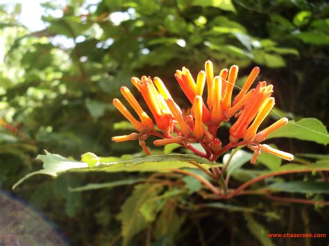 Ixcanan Aka Polly Red Head An Important Medicinal Rainforest Plant In