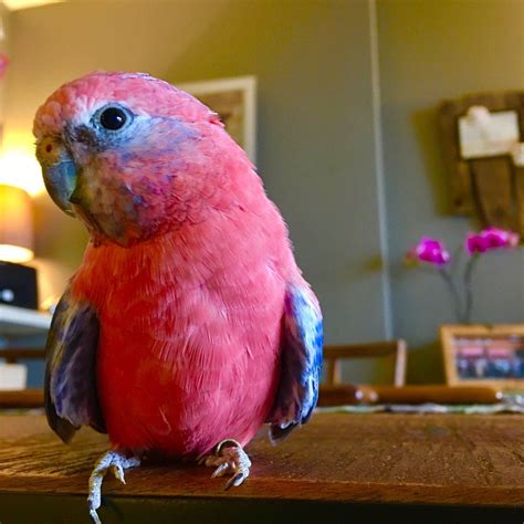 Rosy Bourkes Parakeet Parrot Pet Birds Pet Chickens