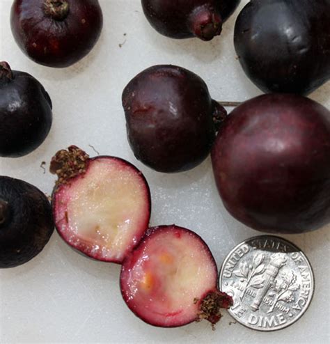 These four fruits have their own flavor and appeal that gets lost the fruit smells like anise but doesn't taste like that, more along the lines of a woody strawberry, or a cross between guava and nectarine however. Strawberry Guava tree - TastyLandscapeTastyLandscape