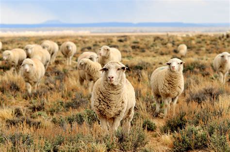 Free Photo Herd Of Sheep Animal Farm Group Free Download Jooinn