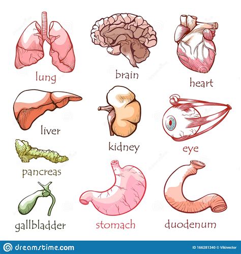 Illustration of woman\'s internal organs. Human Internal Organs Flat Vector Illustrations Set Stock ...