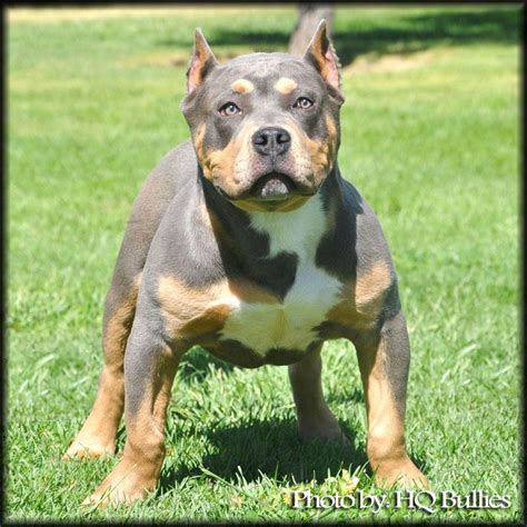 We did not find results for: Tri Color Pit Bull. I WILL own one of these one day ...