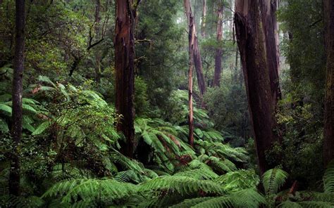 Rainforest Backgrounds (60  images)