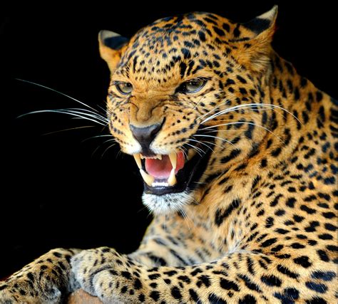 Wallpaper Animals Wildlife Big Cats Whiskers Leopard Jaguar