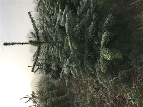 Frosty Tree Warwickshire Christmas Tree Farm