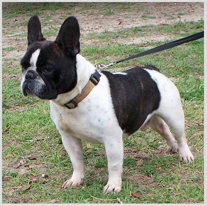 Both boston terriers and french bulldogs will generally bark and alert others in the house if an intruder has entered. Frenchton (French Bulldog Boston Terrier Mix) Info ...