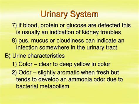 Ppt Urinary System Powerpoint Presentation Free Download Id2118836