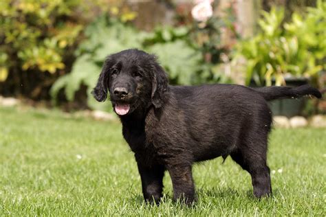 Flat coated retriever society of america rescue. Meet the Flat Coated Retriever!